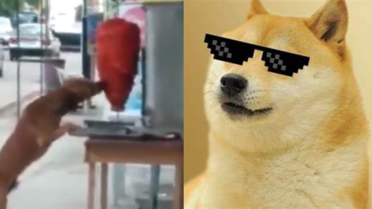 Perro muerde trompo pastor video viral