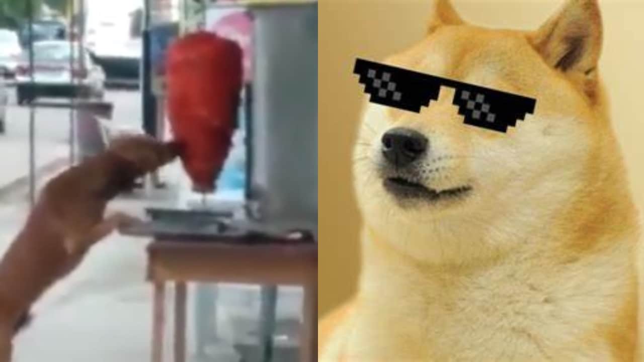 Perro muerde trompo pastor video viral