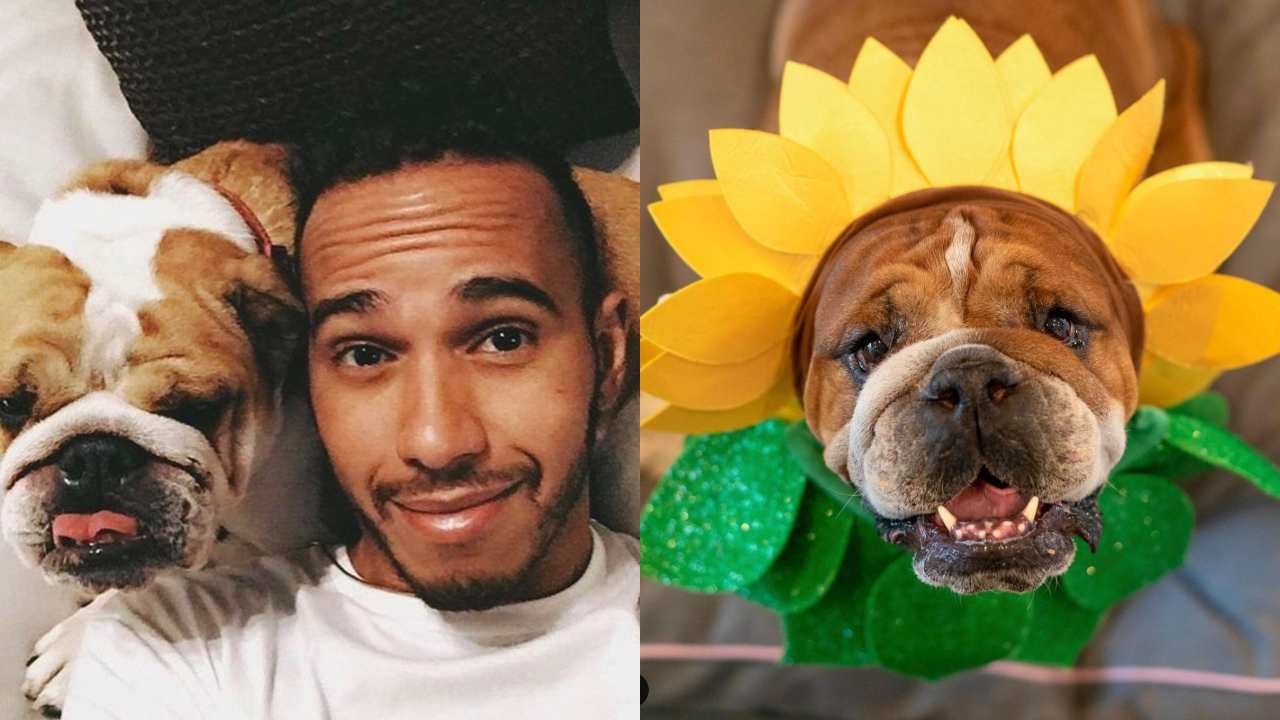 Lewis Hamilton podría ir a prisión tras denuncia por volver a su perro vegano