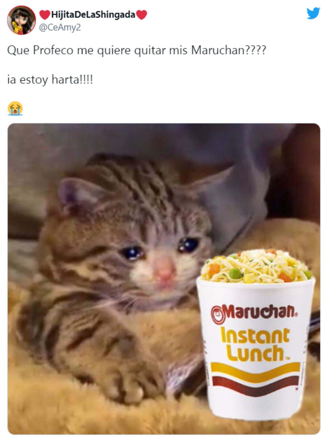 sopa maruchan adiós gato