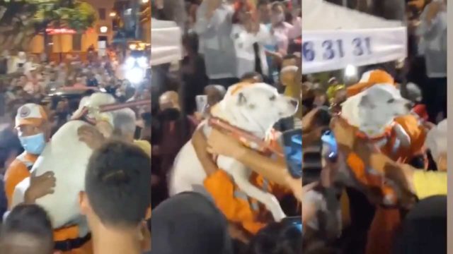 Organizan fiesta masiva a perrito que estuvo perdido una semana y lo alaban