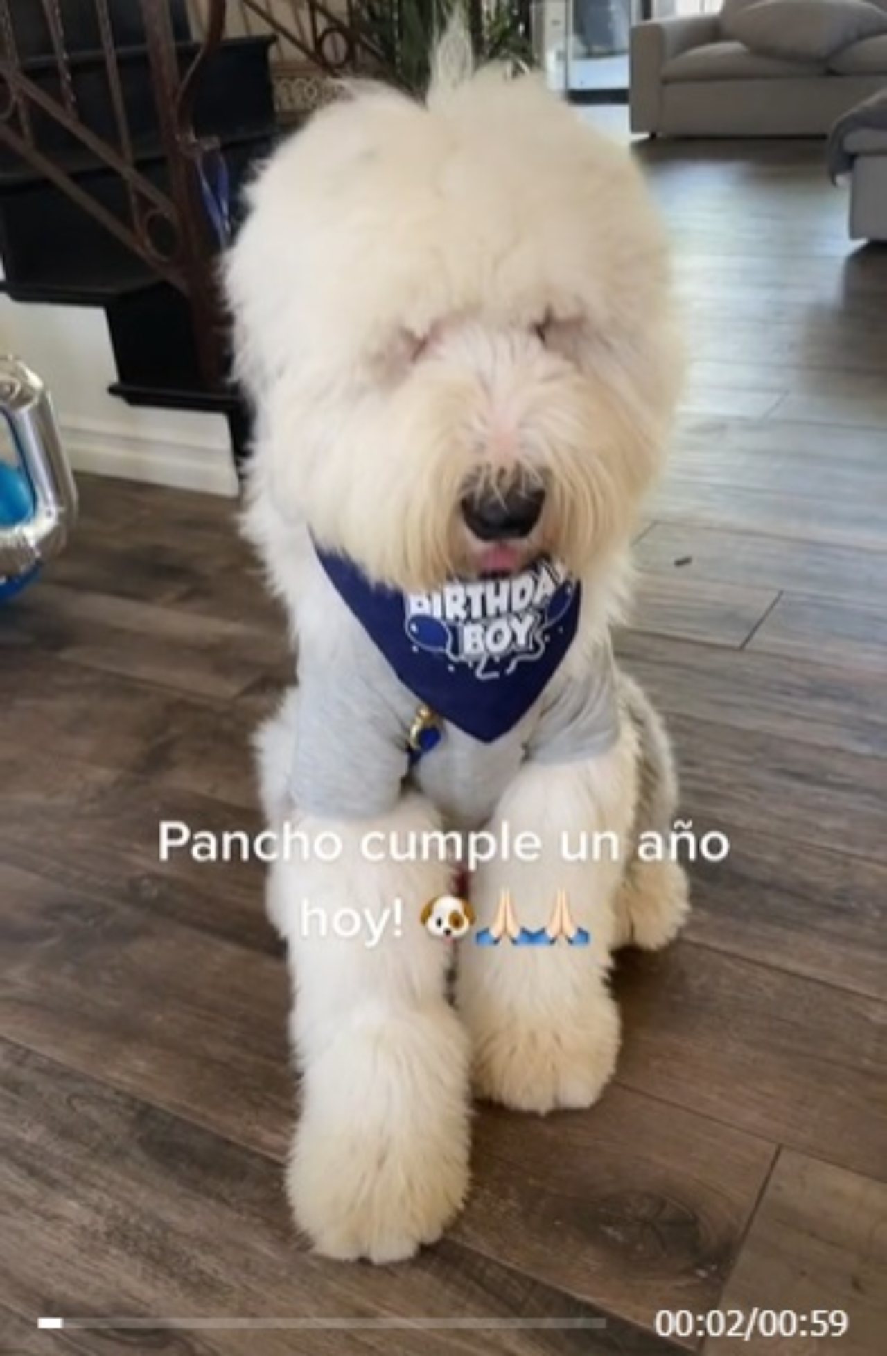 Chiquis RIvera perro Pancho cumple anos