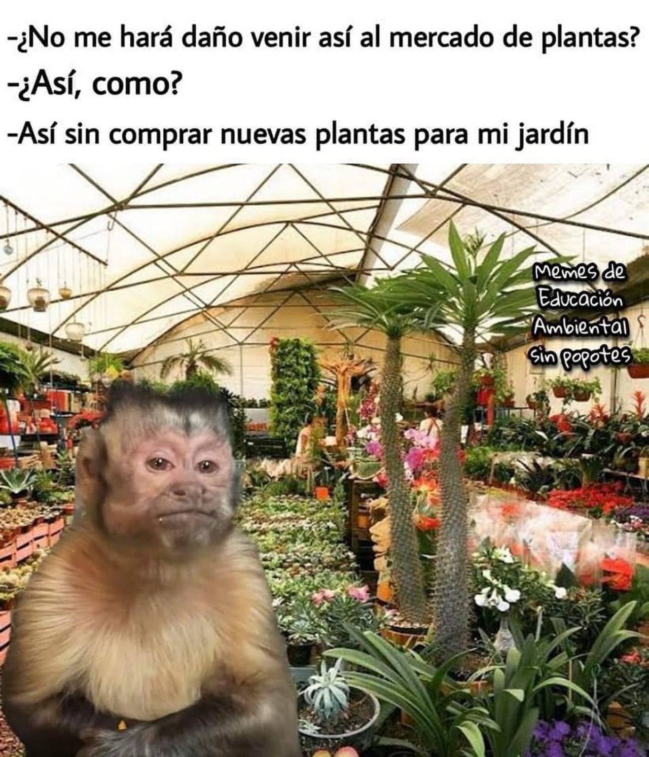 changuito plantas memes