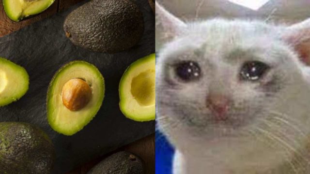 aguacate cancelado