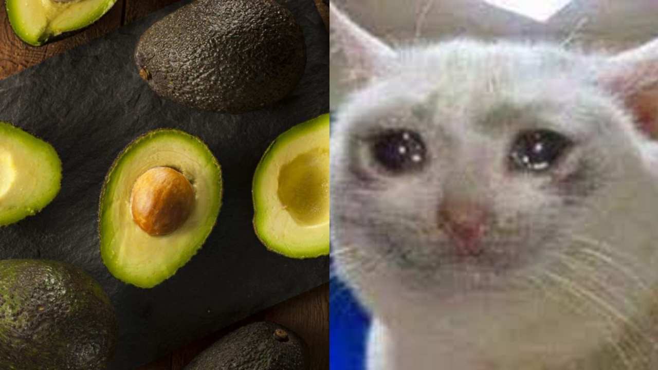 aguacate cancelado