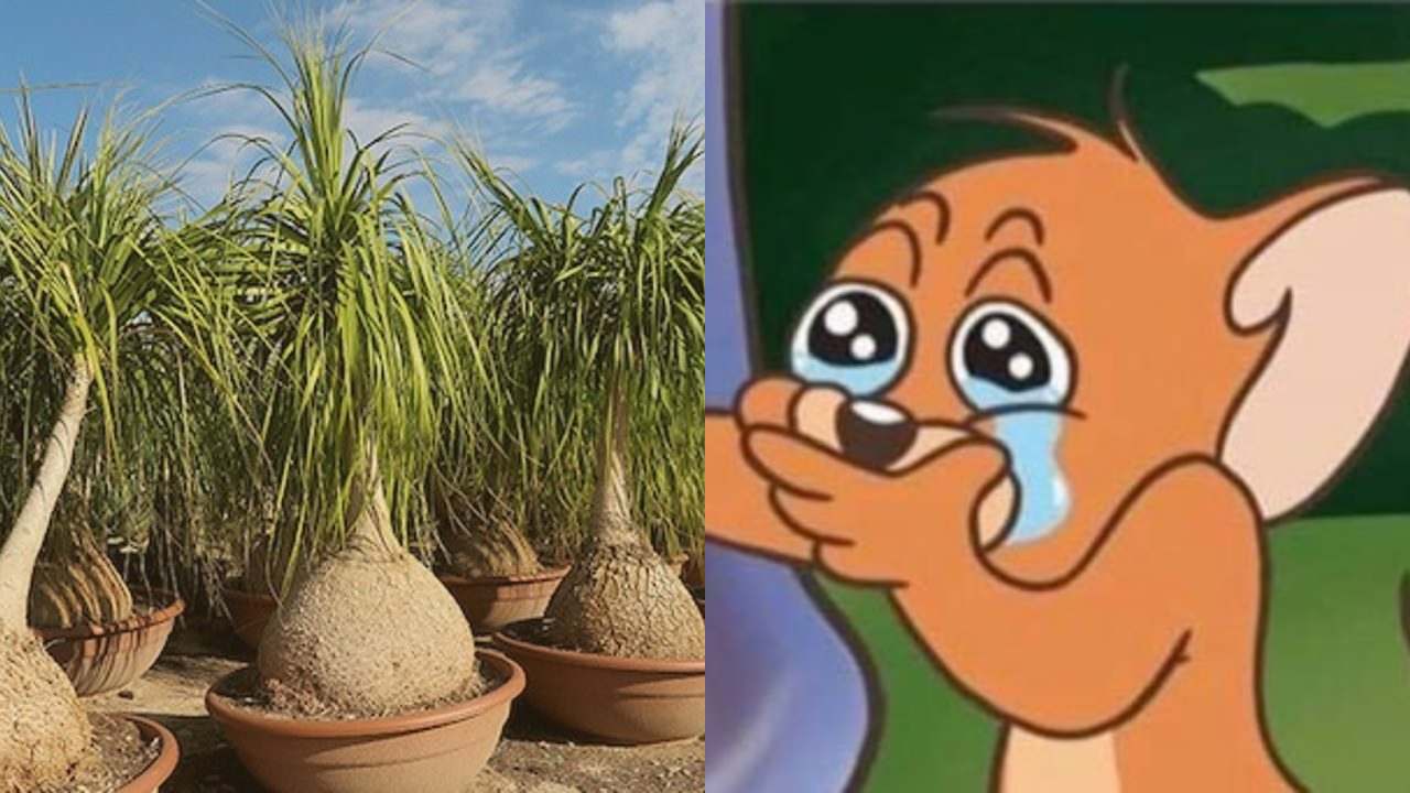 pata elefante planta