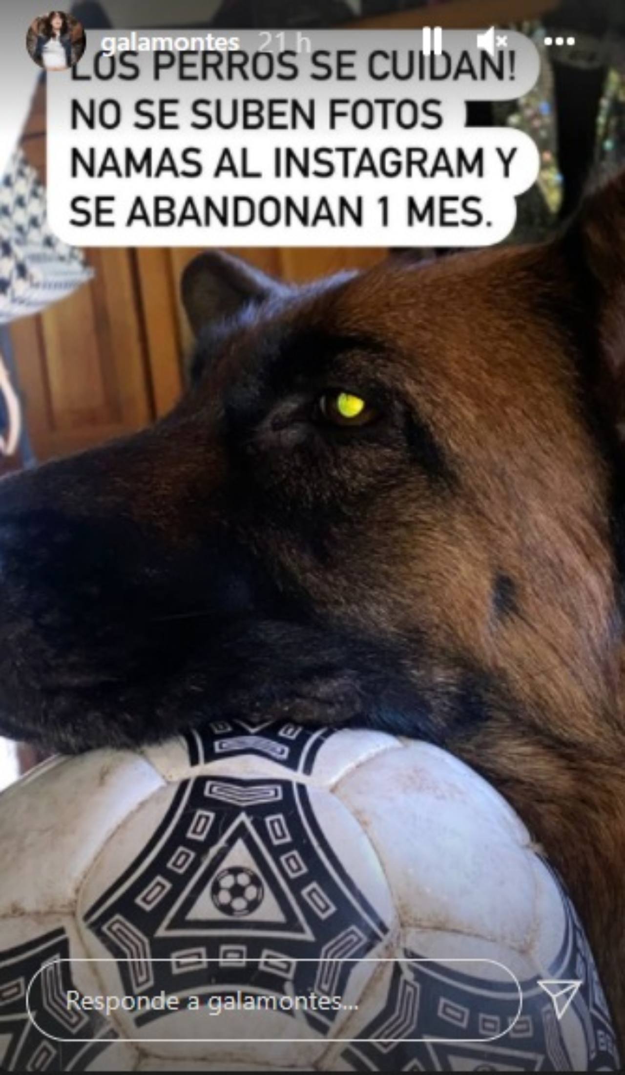 Perros Gala Barbara de Regil comprate