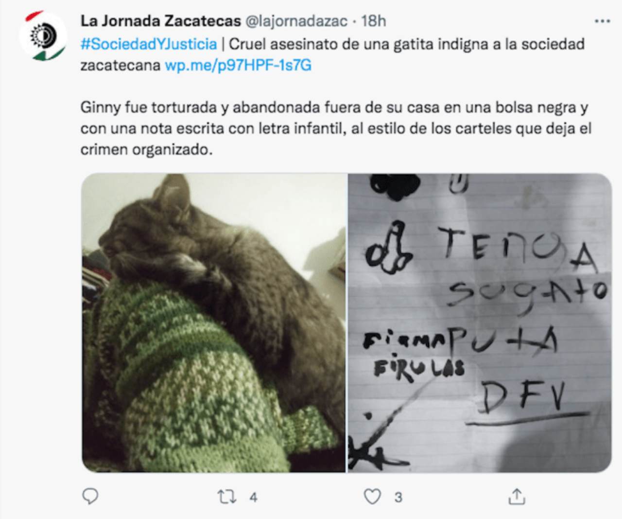 Maltrato gatito Ginny