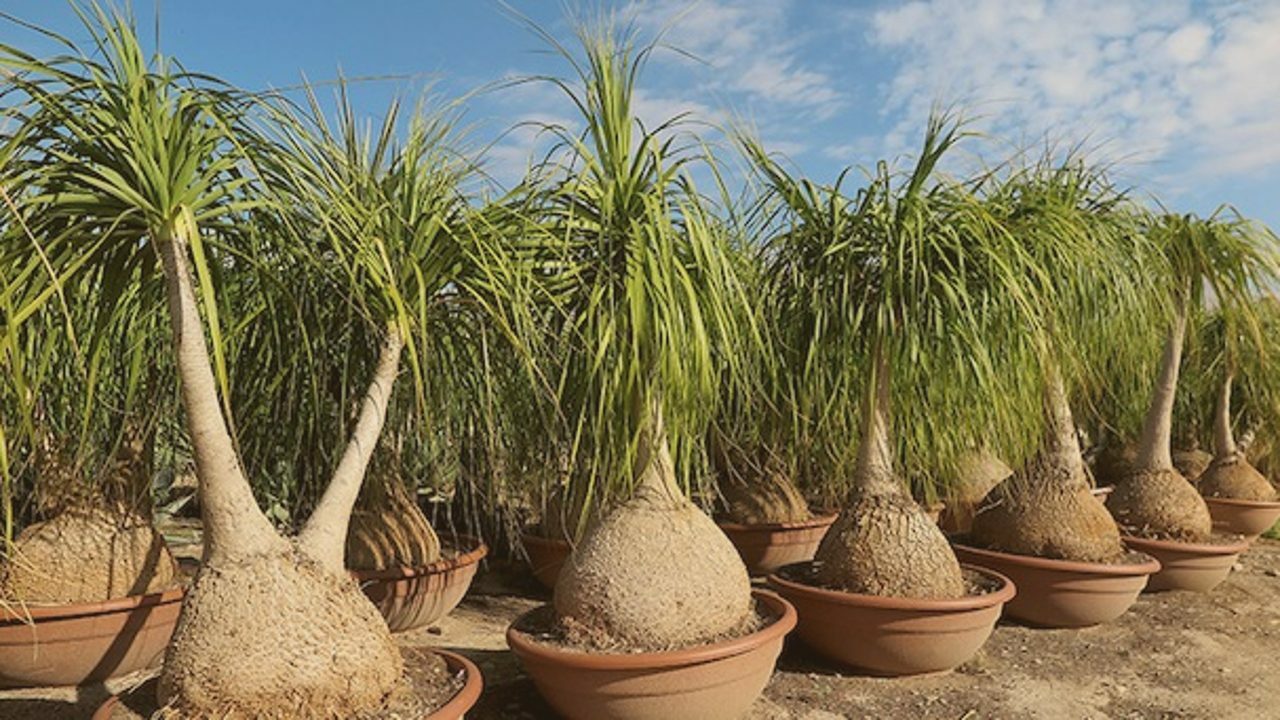 pata elefanta planta ilegal