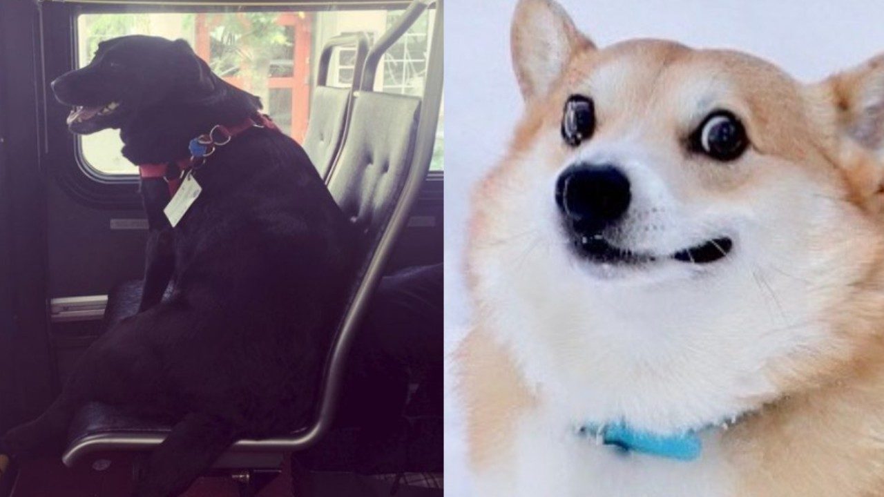 perrito viaja sola parque autobus