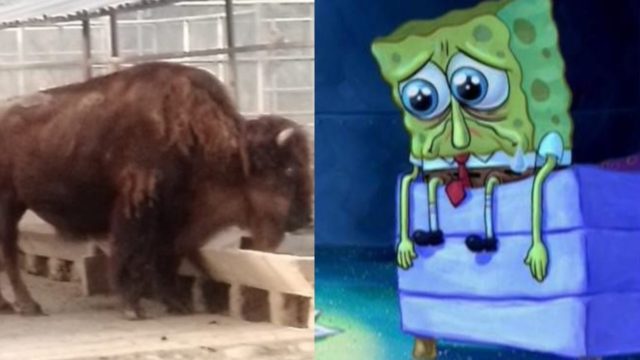 bisonte triste falleció