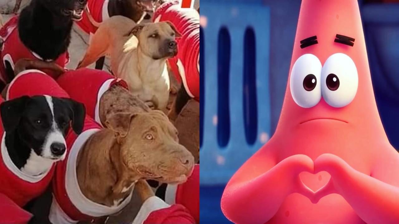 lomito posada perritos