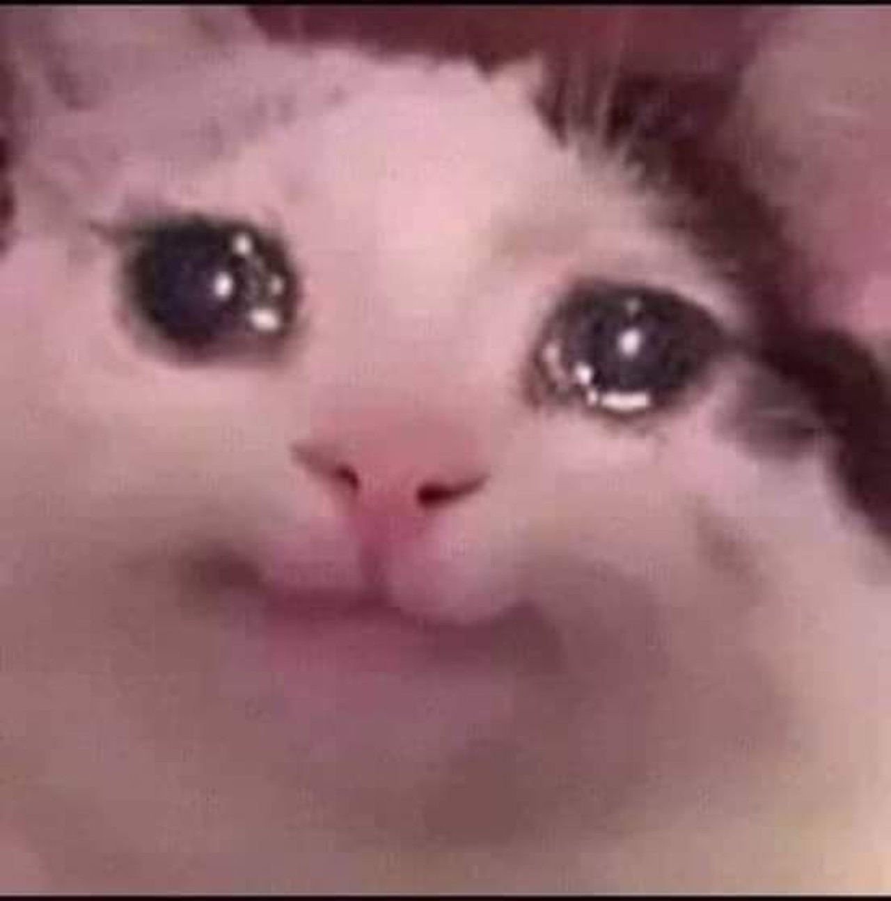 gatito triste señora muñeca