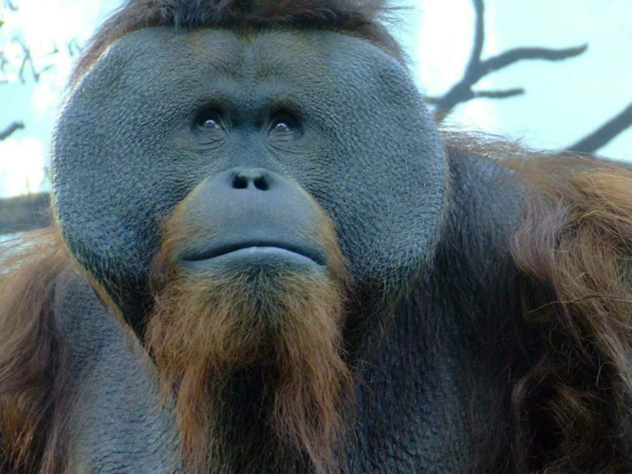 orangutan Toto