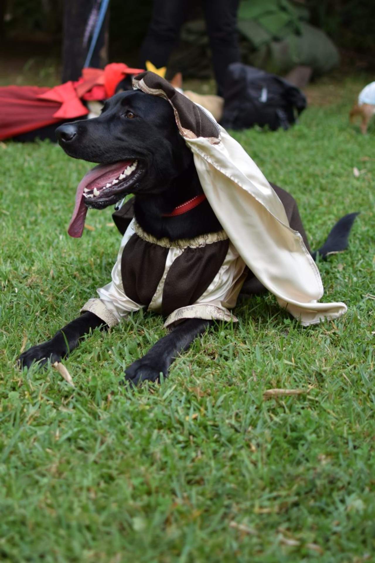 pastorela perritos