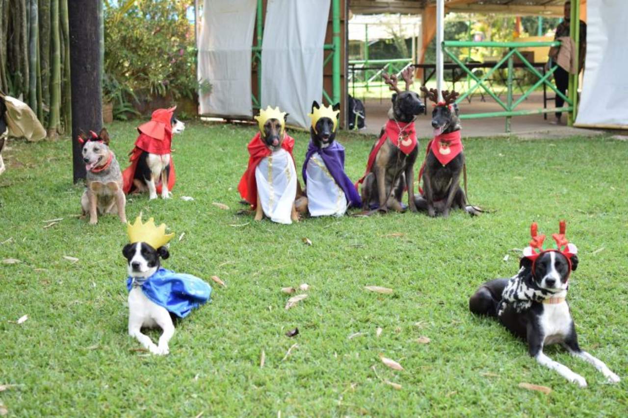 pastorela perritos