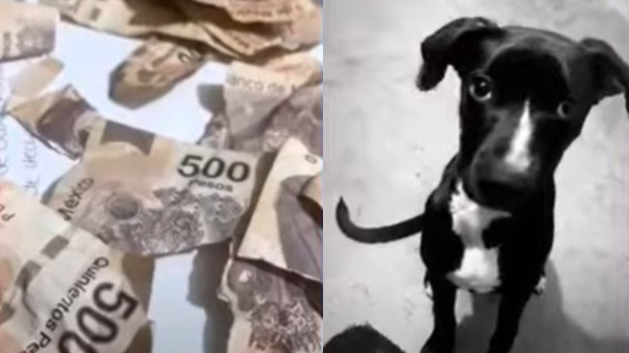 Perrito destruye aguinaldo dueña billetes 500