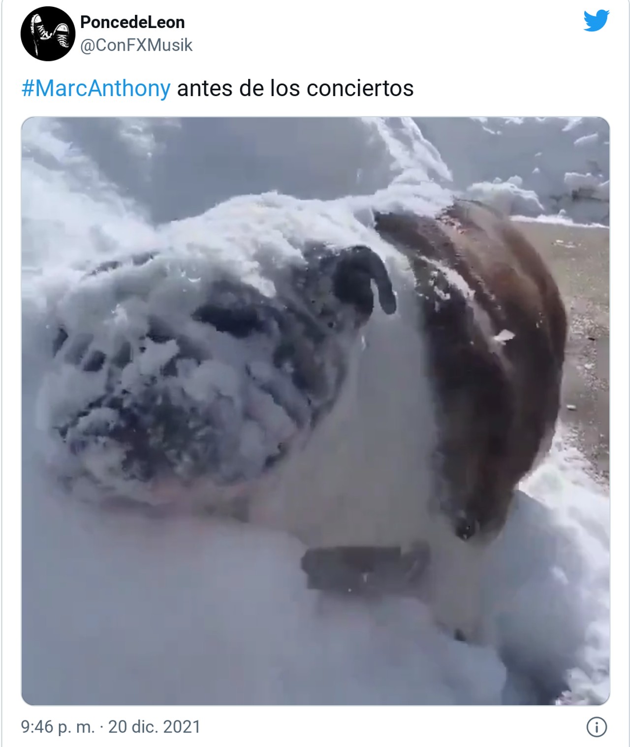 perrito nieve mensaje seguidor marc anthony