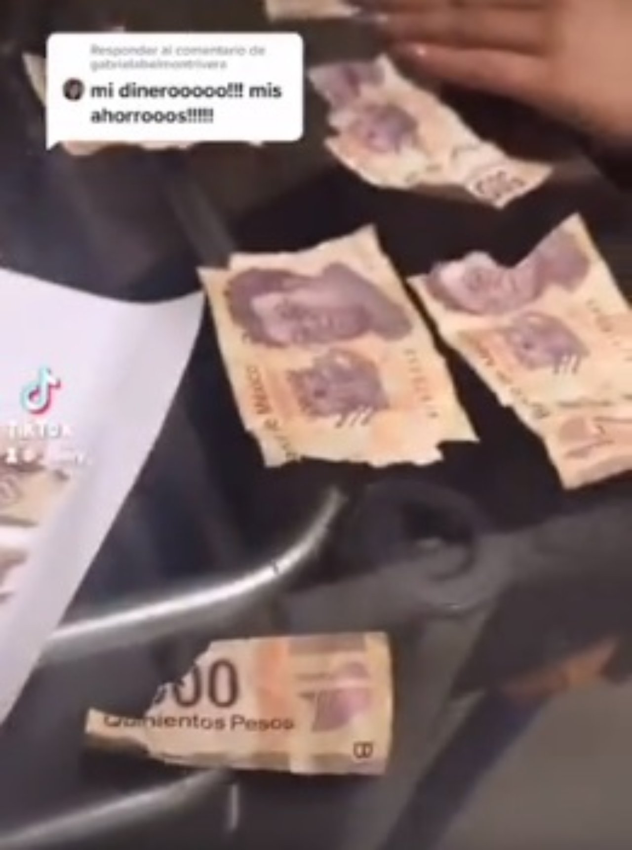 Perro destruye aguinaldo dueña billetes