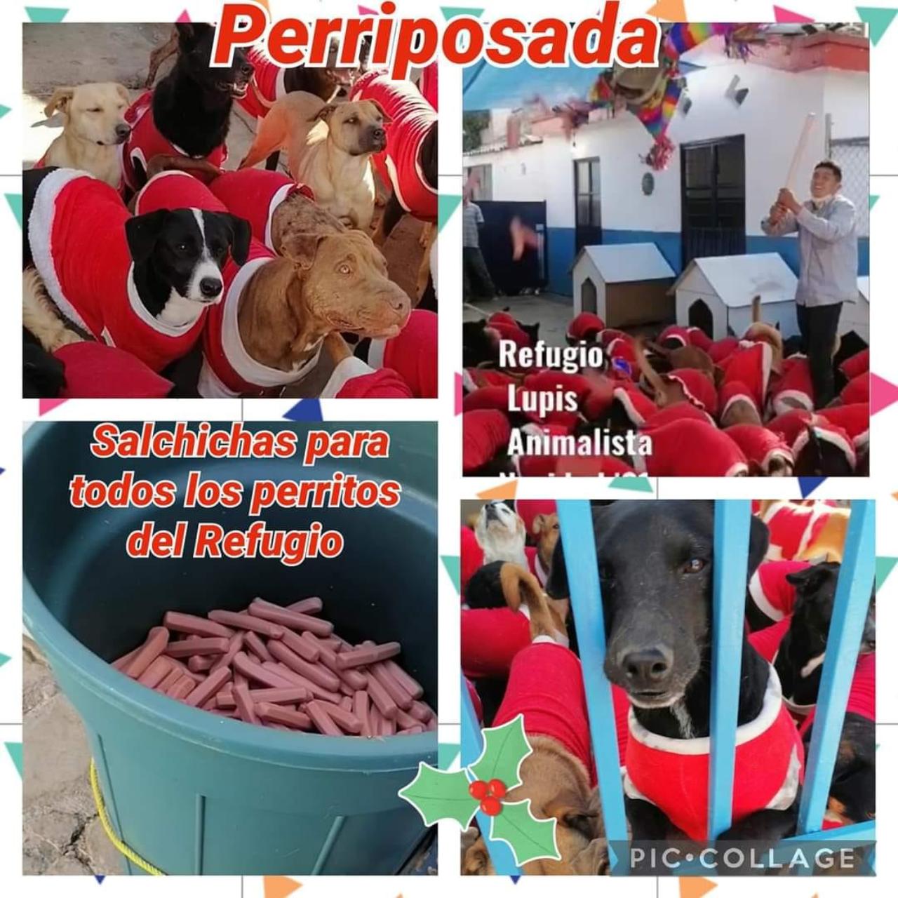 perros salchichas refugio