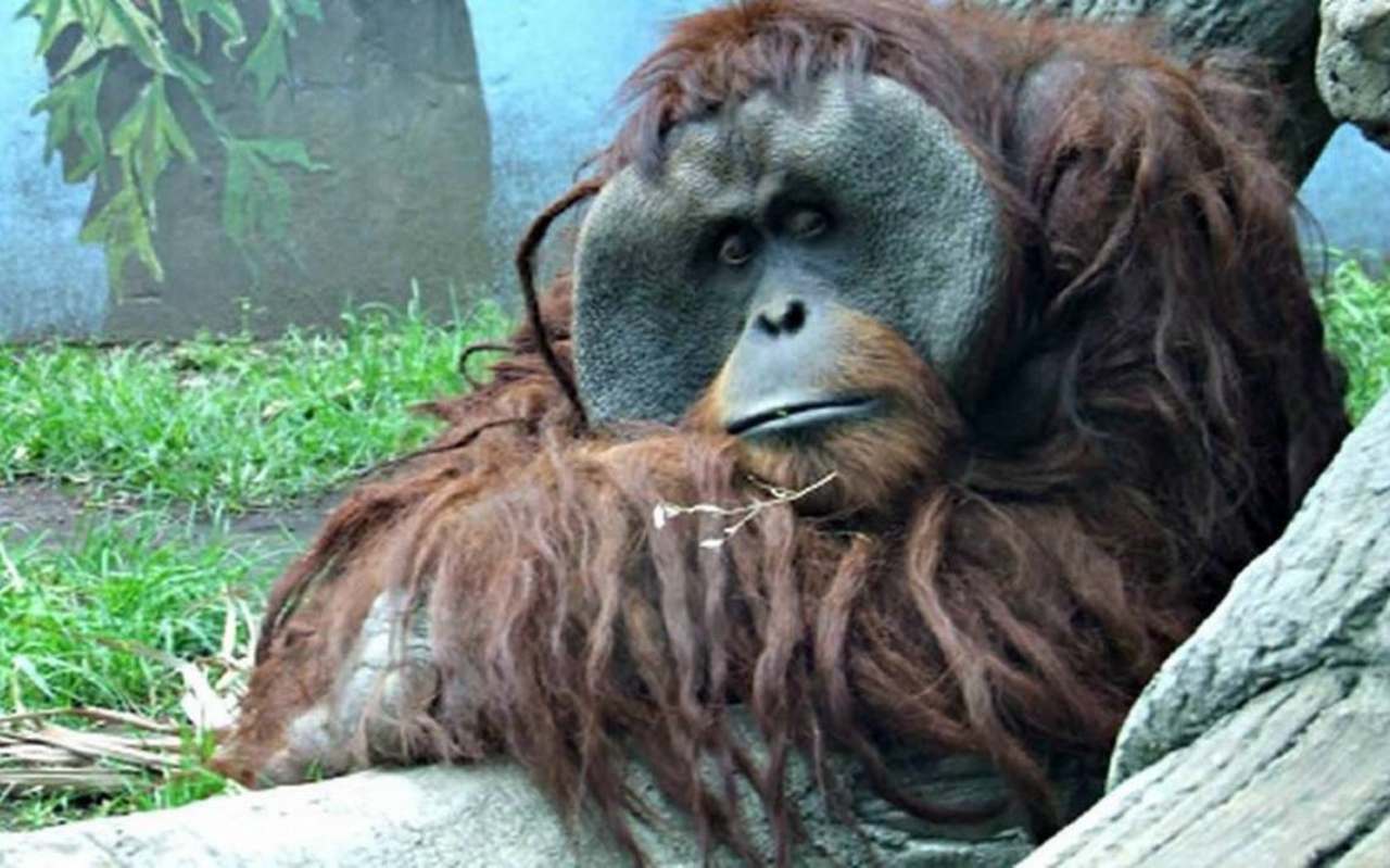 Toto orangután 
