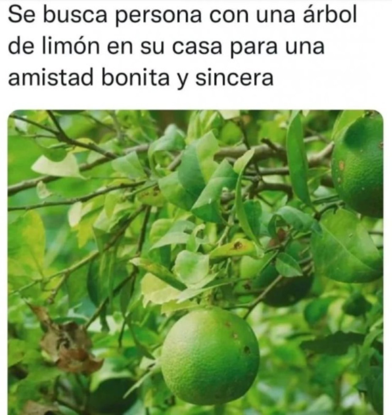 arbol limon meme amistad bonita sincera
