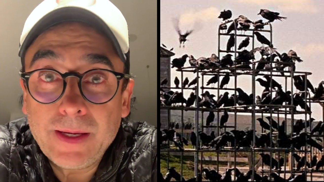 pajaros adal ramones miedo estados unidos