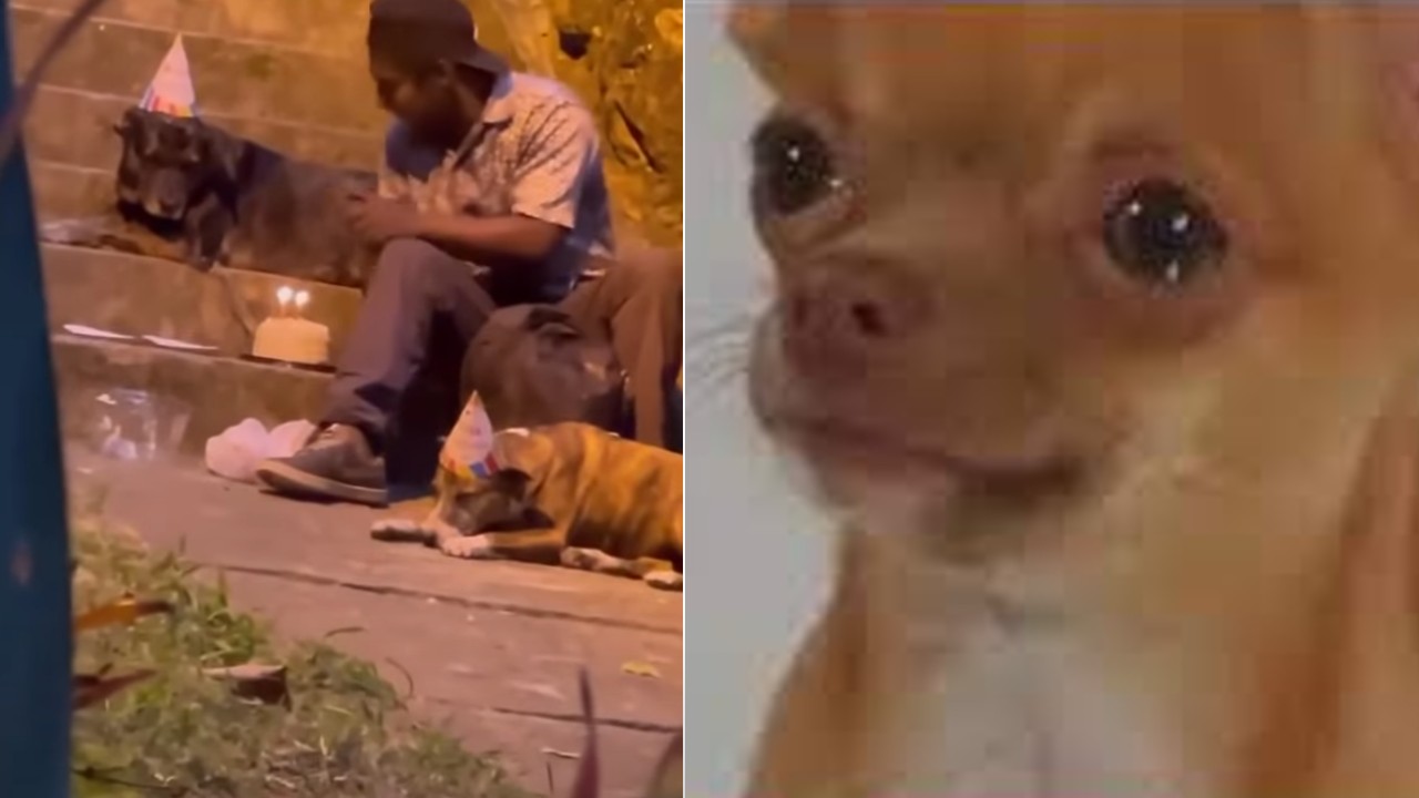 perrito cumpñeaños señor vive en la calle