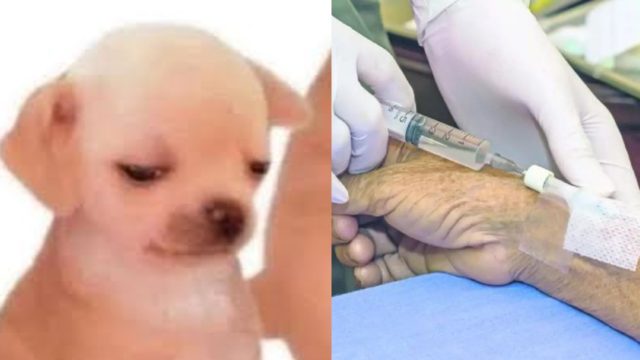 perro madre hijo operacion mensaje