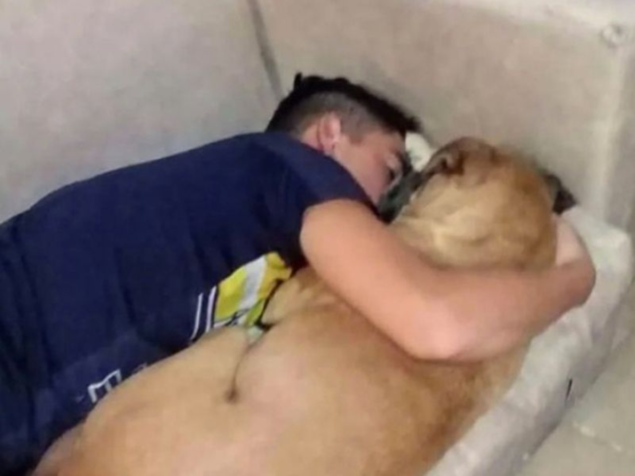 Perrita fallece por fuegos artificiales dueno