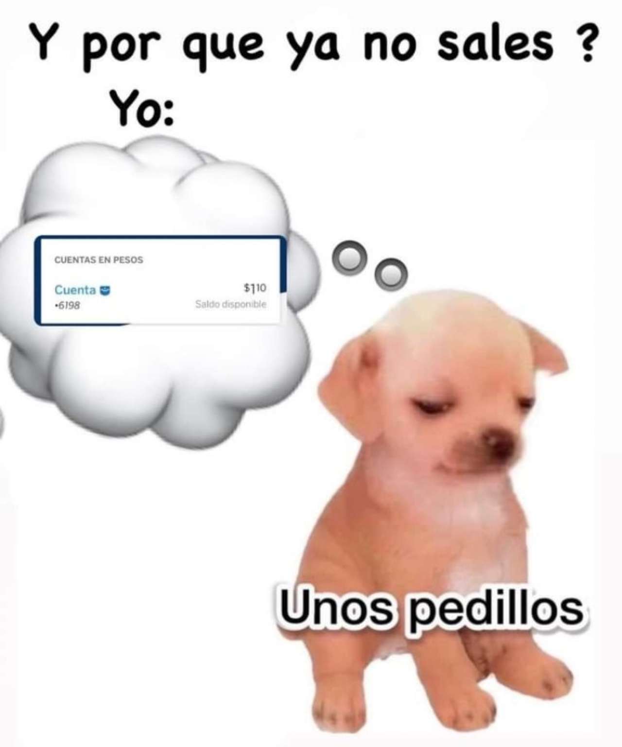 meme pedillos perrito