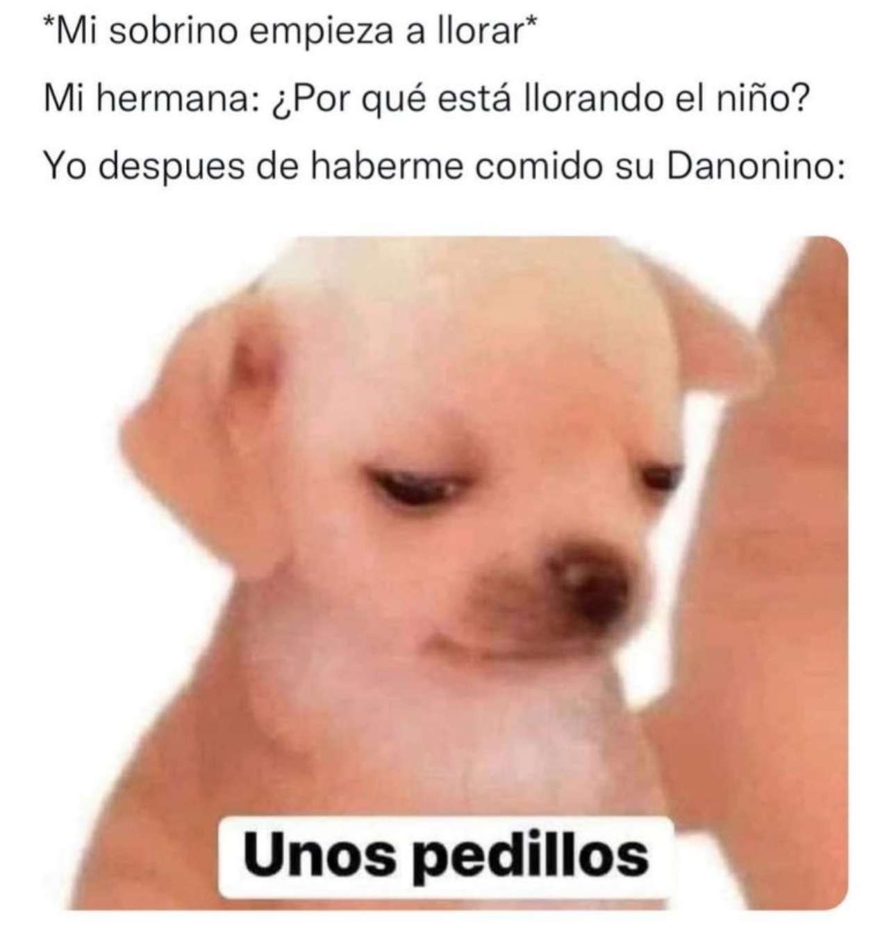 pedillos memes perrito