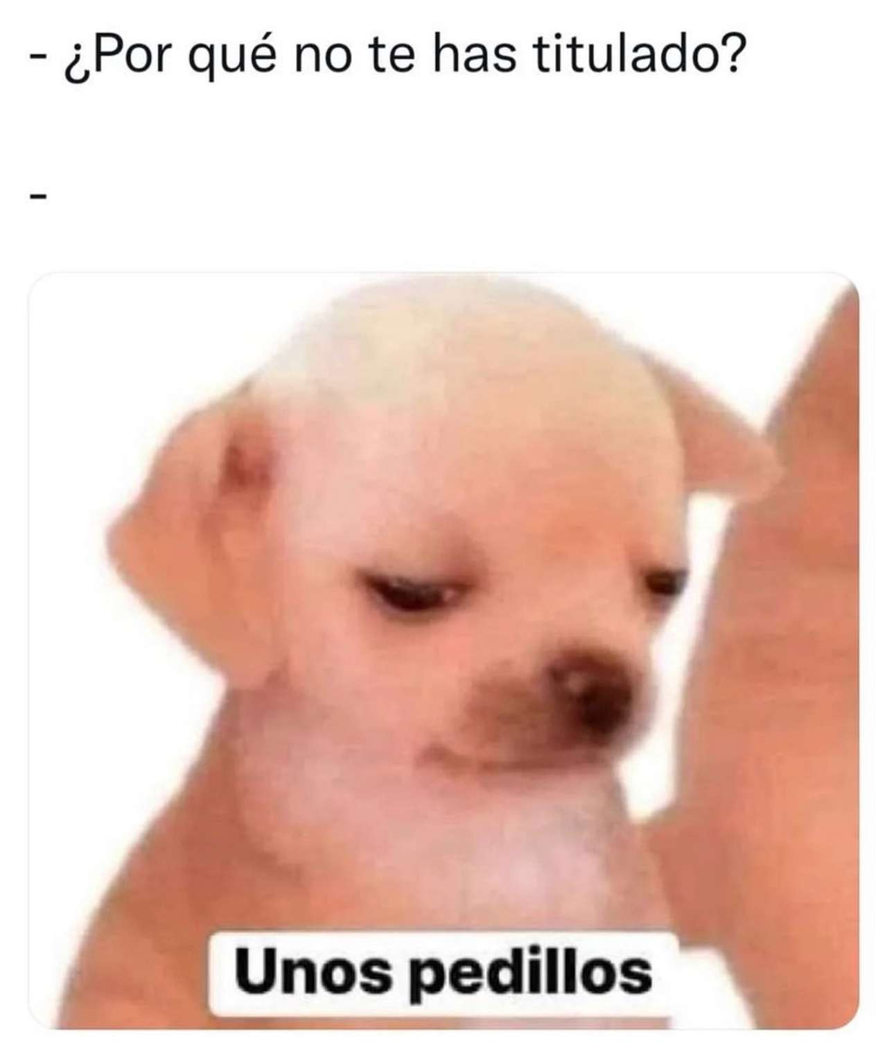meme titulo pedillos