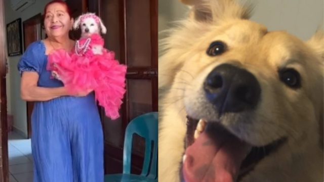 perrito