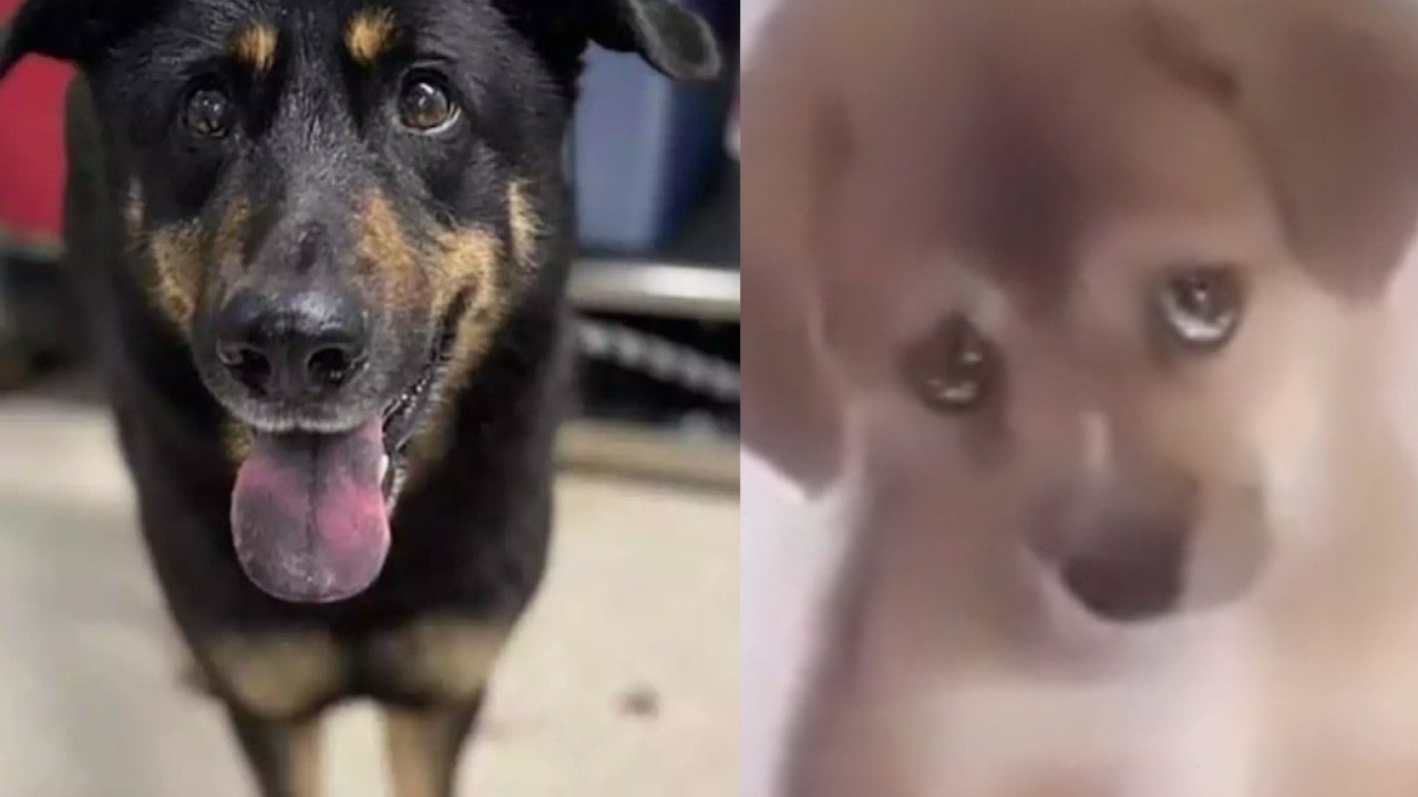 perrito abandonado familia gay