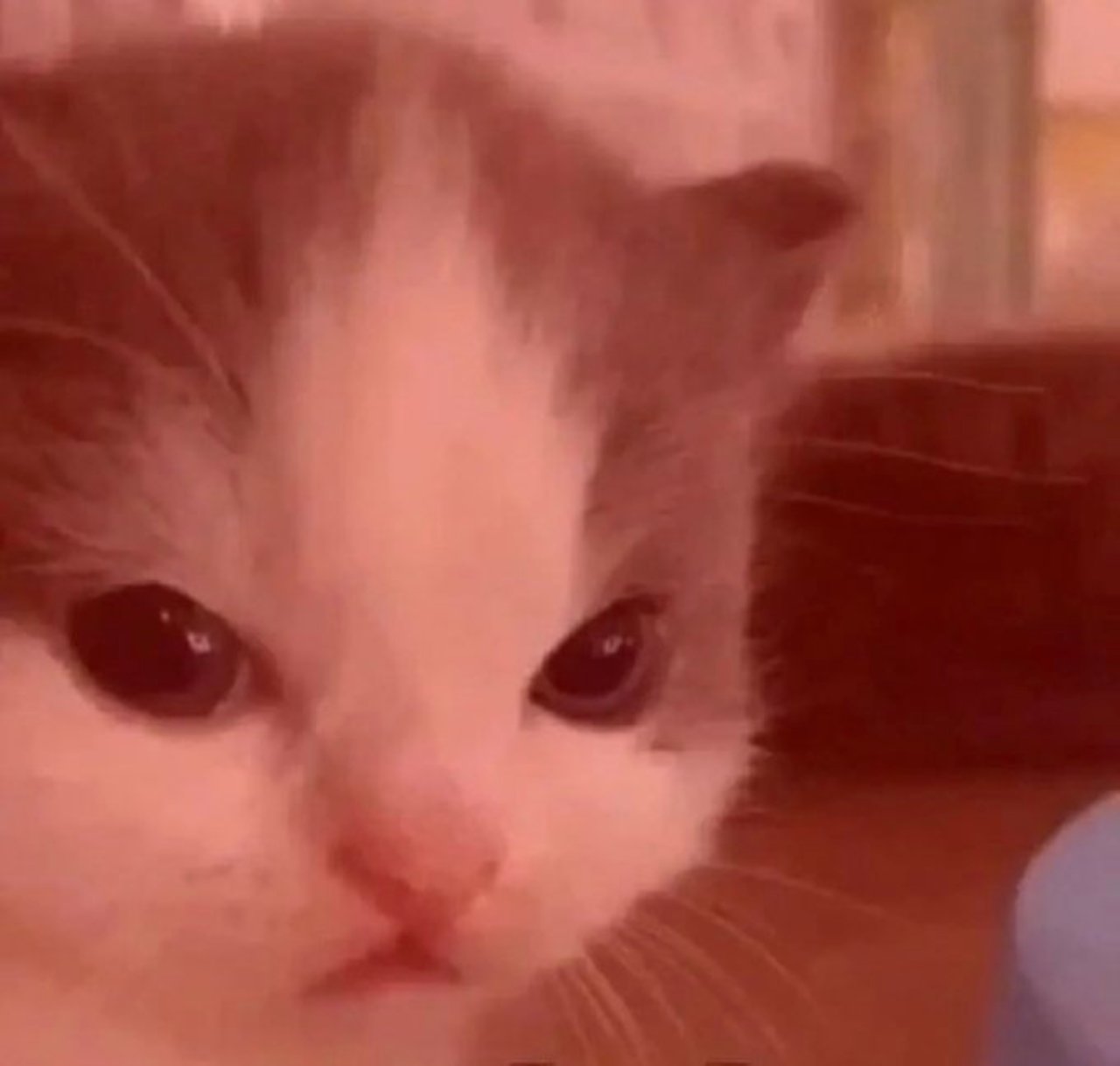 meme Spotify gatito
