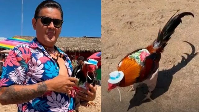 gallito mazatlán
