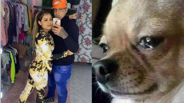perro agresor