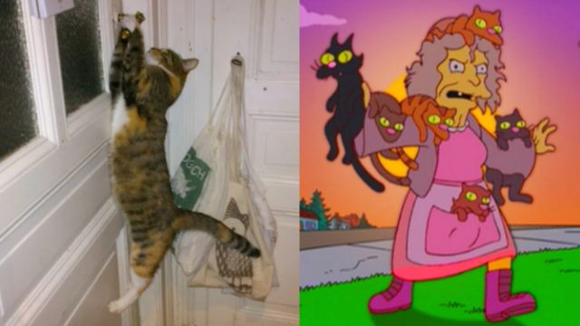 SeÃ±ora gatos entrena robar vecinos joyas