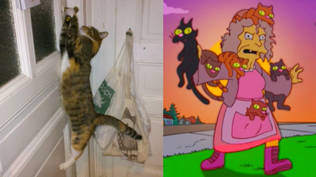 SeÃ±ora gatos entrena robar vecinos joyas