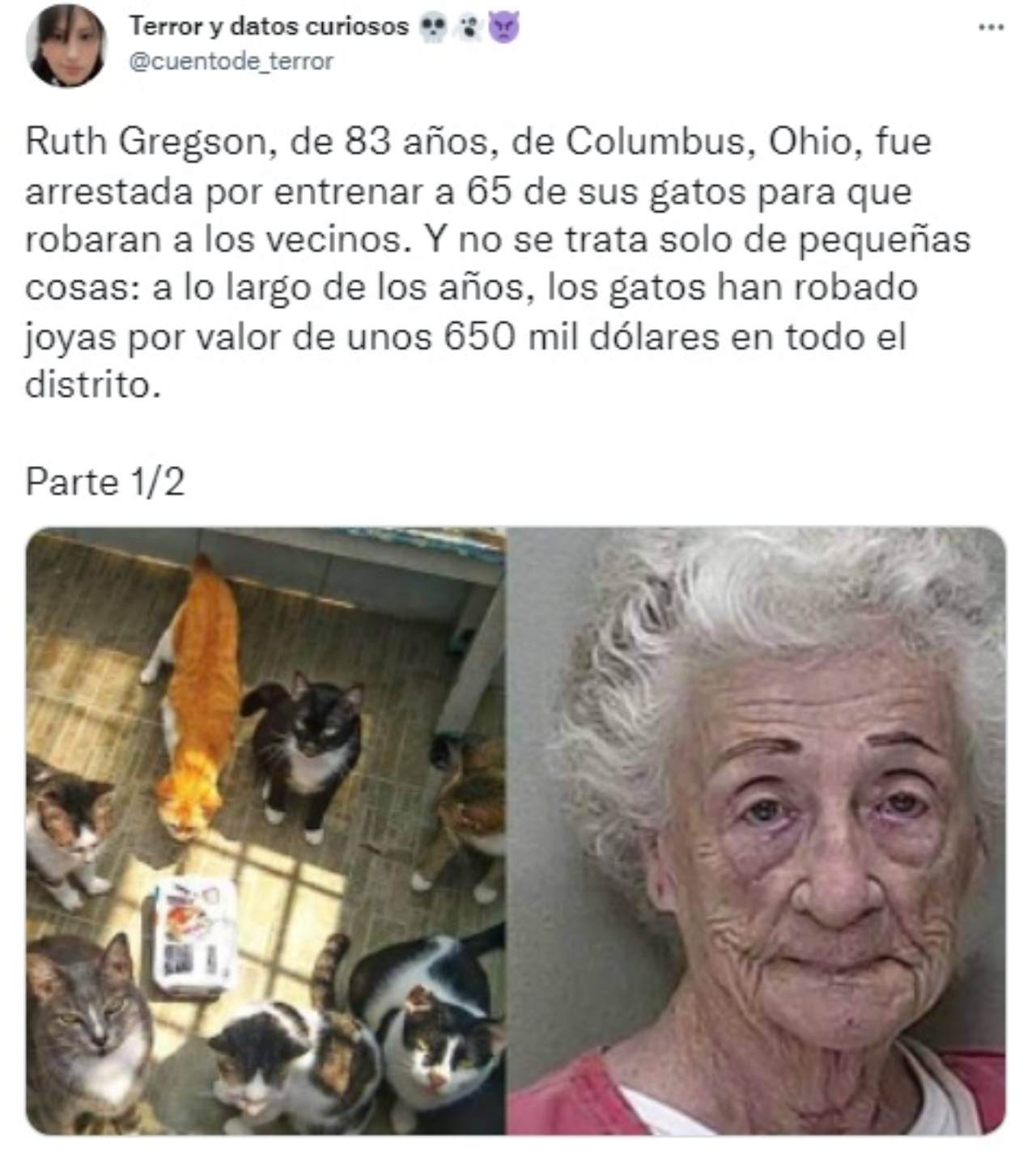 Señora entrena gatos para robar vecinos