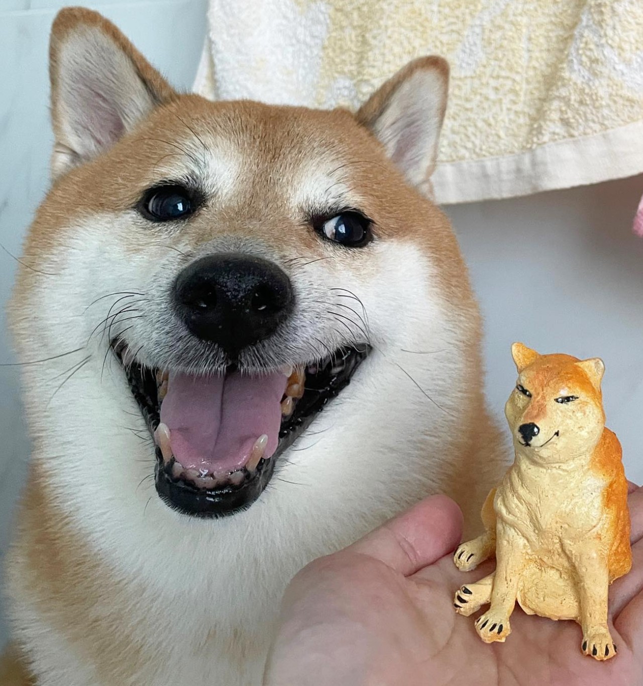 perrito cheems enfermo instagram