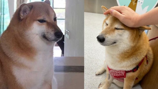 cheems perrito memes enfermo