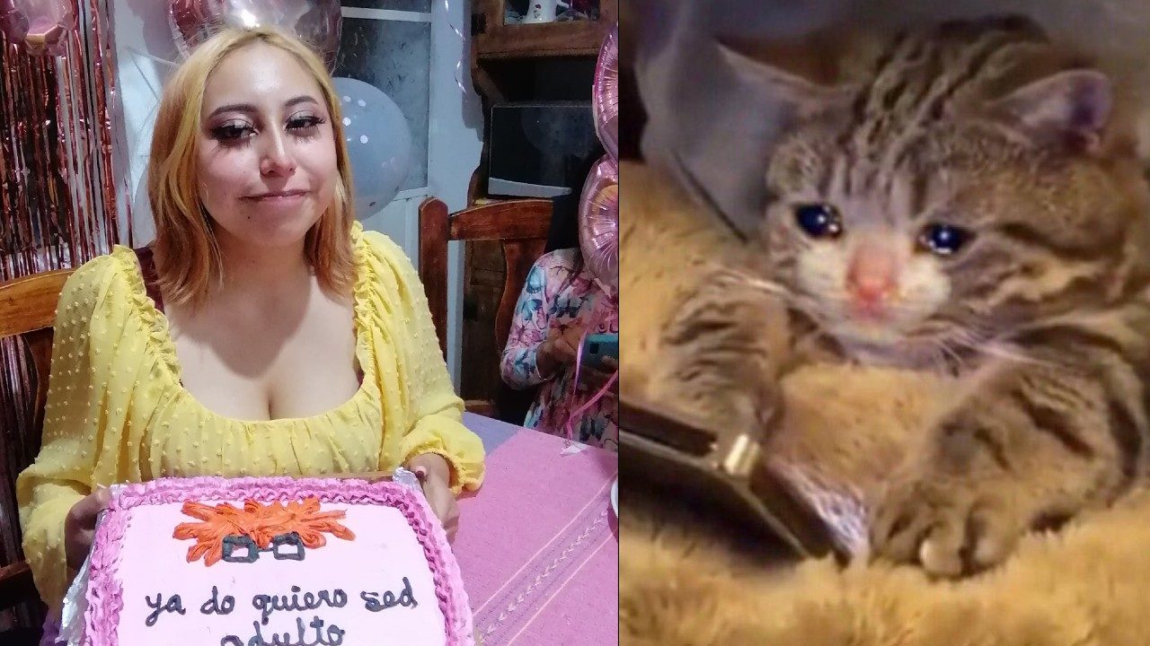 meme gatito triste cumpleaños fiesta plantada