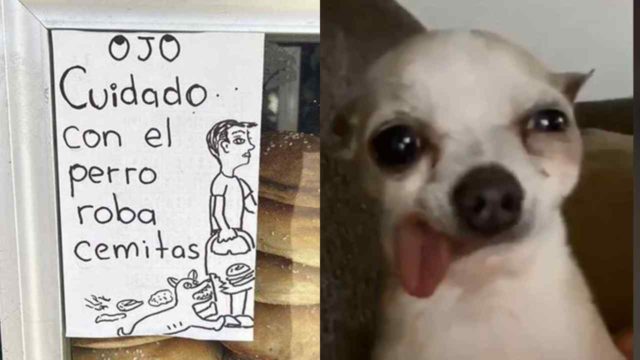 perro roba cemitas