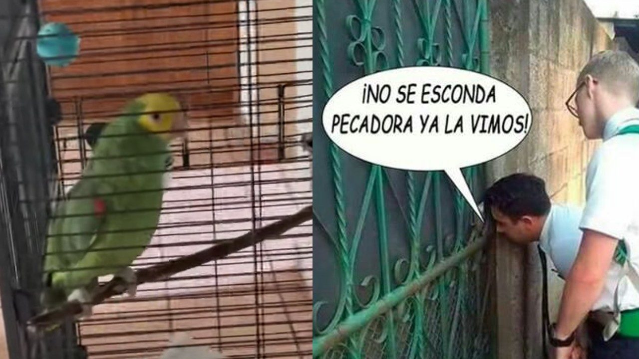 perico testigos jehova meme