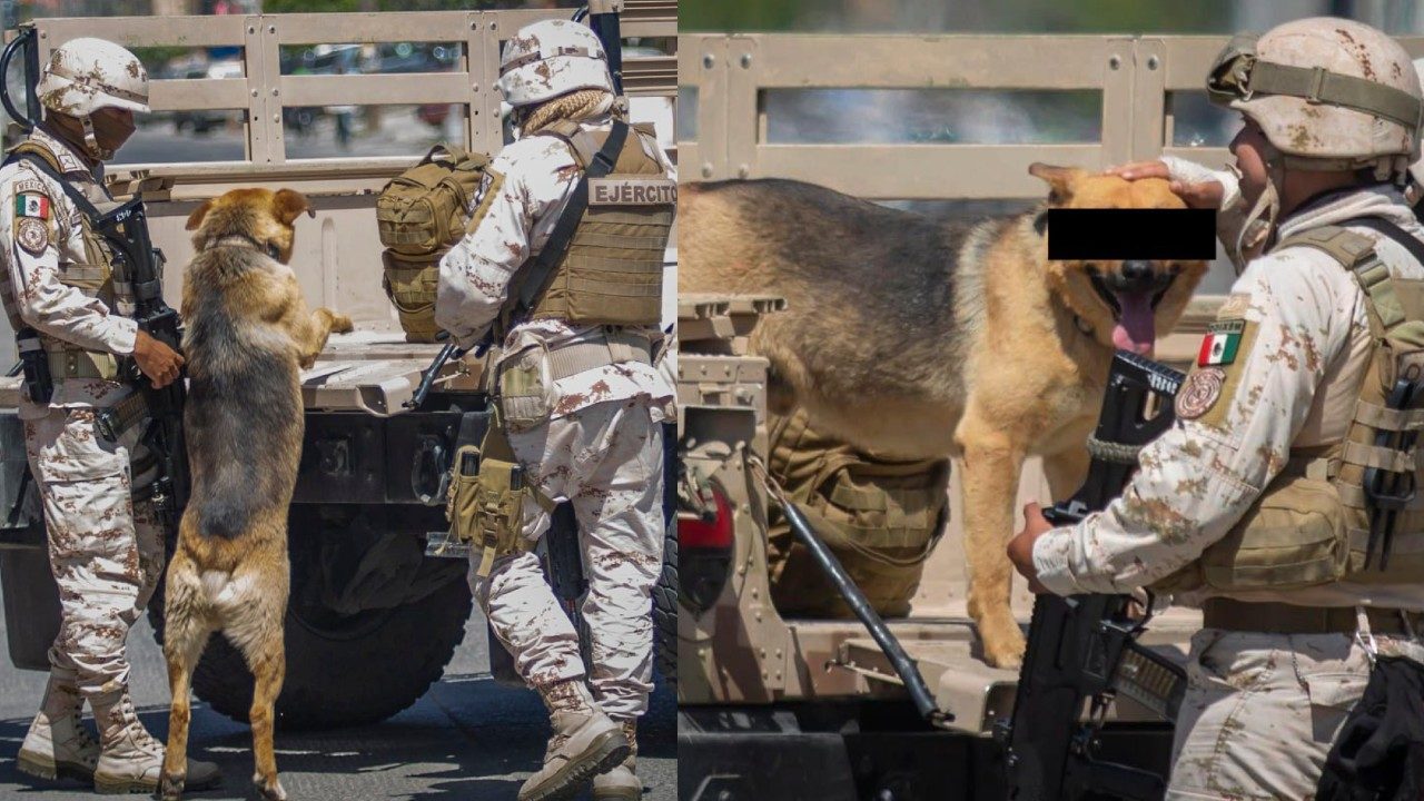 destacada narcoperro detenido