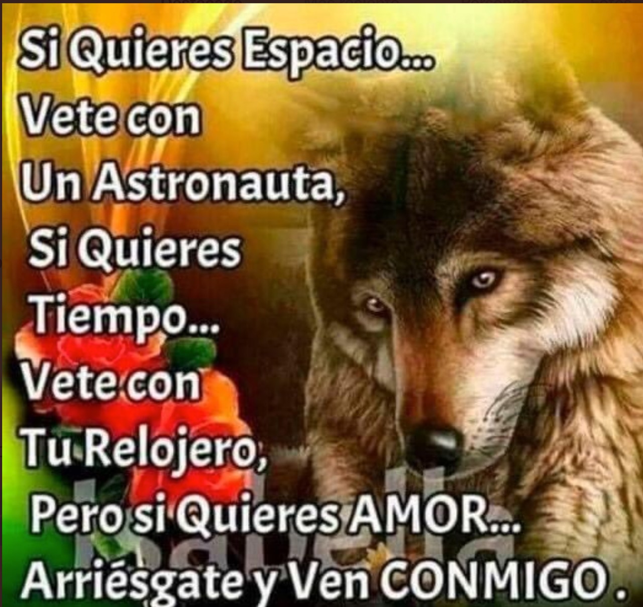 intenret memes lobos furros
