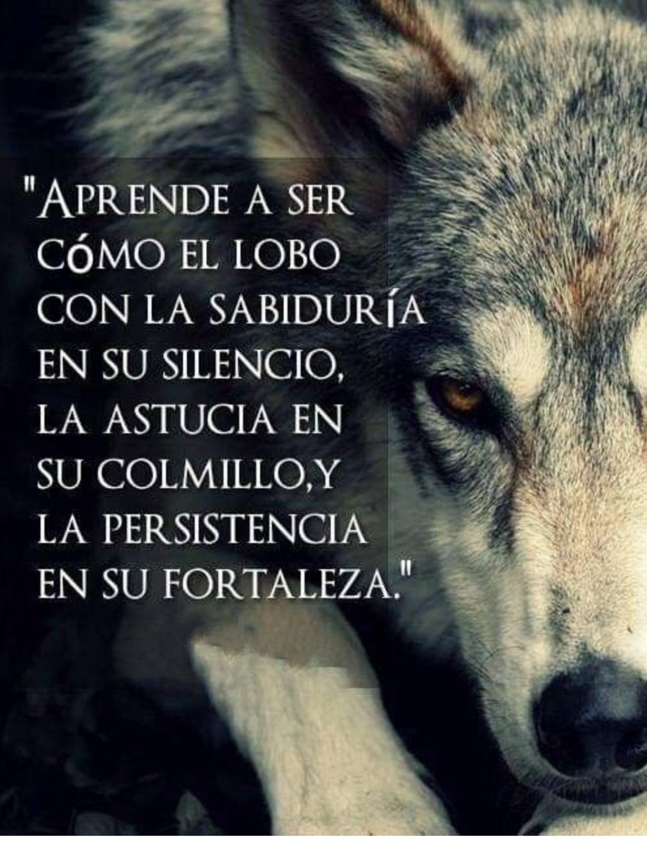 lobo imagen reflexion seria