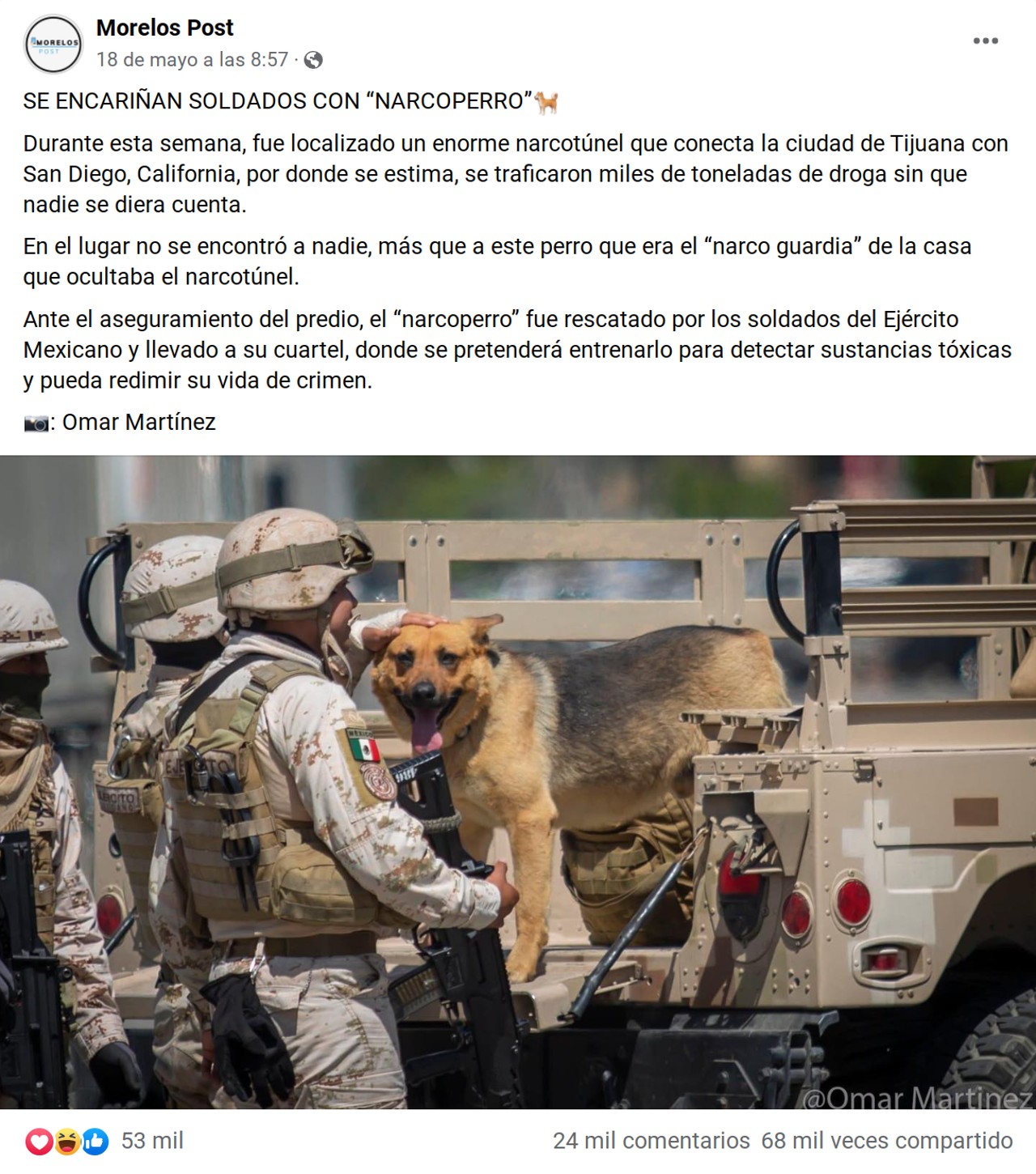 post original perro detenido